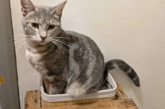 Animaux perdus Mantes-la-Ville, photo: Chat perdu, Rue Louise Michel, 23, Mantes-la-Ville - mâle 1 an, pucé et castré