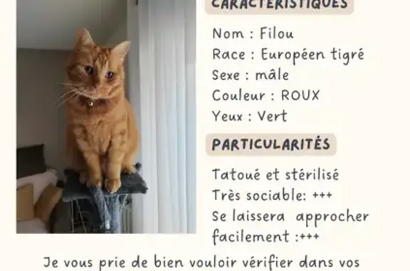 Animaux perdus Paris, photo: Chat perdu, Rue Jean Boisselier, La Chapelle-Saint-Luc - tigré roux moyen