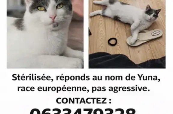 Chat perdu, Lyon, photo: Perdu Chat femelle, Rue Aimé Césaire, Héricourt, Lyon - blanche et grise avec collier rose
