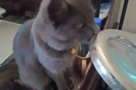 Lost male cat, Southwest 110th Lane, Miami - blue collar - photo