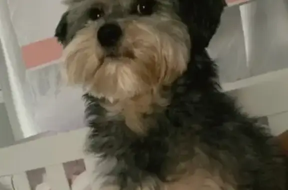 Cachorro perdido Macho (brl002509) - photo