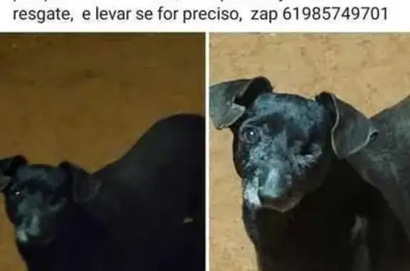 Busca de animais de estimação, foto: Cachorro encontrado Fêmea (brf002510)