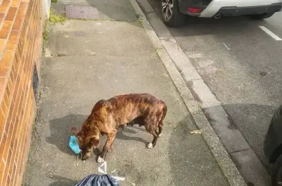 Chien trouvé Lille, photo: Trouvé Chien, Rue Ghesquières, Lille - possiblement enceinte