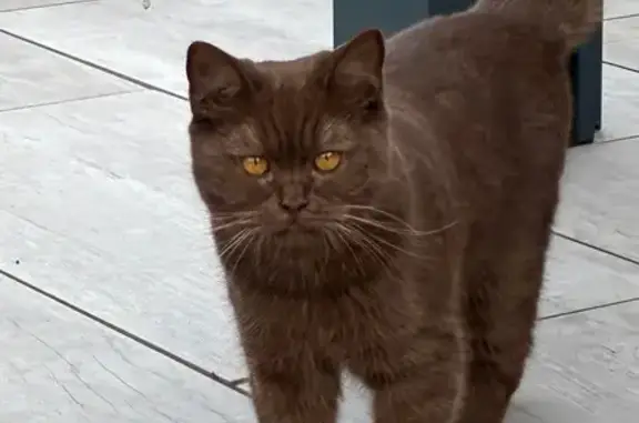 Animaux perdus Paris, photo: Chat perdu, Ancenis-Saint-Géréon, Paris - Amy, British Shorthair