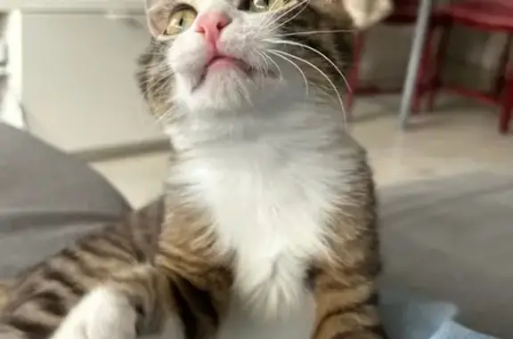 Perdido gato masculino, Carrer de Pere Martell, 18, Badalona - cinco meses - photo