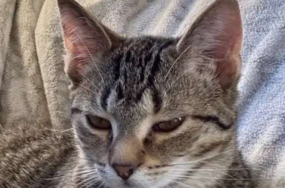 Chat perdu, Clef Vallée d'Eure, Paris - femelle européenne tigrée - photo