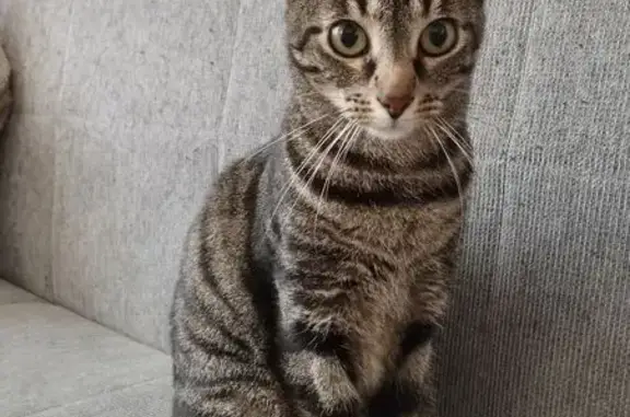 Animaux perdus Dieppe, photo: Perdu Chat, Rue du Mur Crenele, 15, Grand-Couronne, Dieppe - chatte tigrée