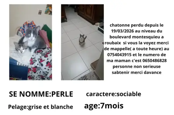 Chat perdu, Boulevard Montesquieu, Roubaix - femelle grise et blanche - photo