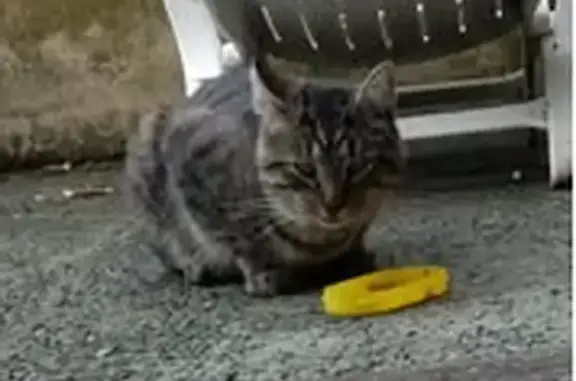 Perdu Chat homme, Rue du Maréchal Gallieni, Cenon - grosse boiterie - photo