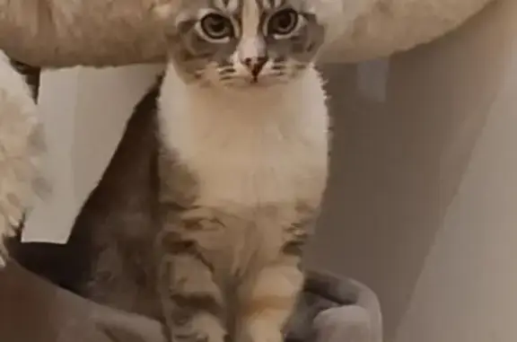 Chat perdu, Chambéry, photo: Chat perdu, Jongieux, Chambéry - femelle tricolore de 7 mois