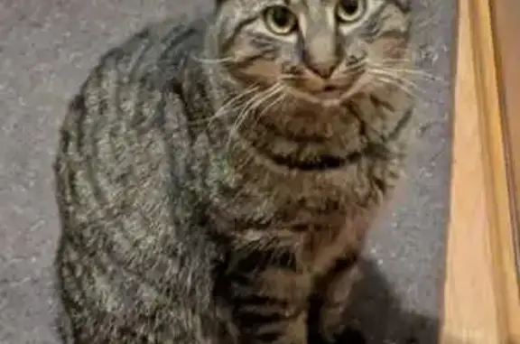 Animaux trouvés Pierre-de-Bresse, photo: Trouvé chat mâle, Rue des Vignes, Pierre-de-Bresse - jeune et câlin
