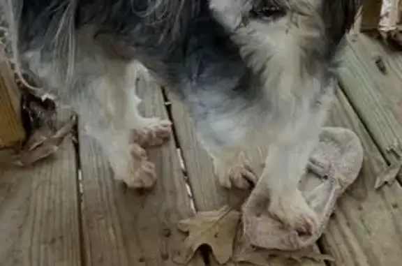 Found dog Bauxite, photo: Found male dog, South Reynolds Road, Bauxite - black and grey white Maltese