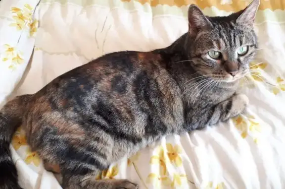 Chat perdu, Impasse de la Roque, Le Crès, Montpellier - chatte tigrée tricolore - photo