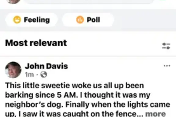 Found pets Alton, photo: Found male dog, Charlene Court, 300, Alton - Shih Tzu mix