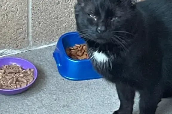 Lost male cat, Rockbourne Road, Dundalk - large black with a white patch - photo