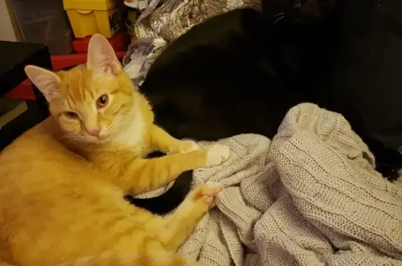 Lost pets Cornelius, photo: Lost male cat, North 7th Avenue, Cornelius - orange with eye discharge