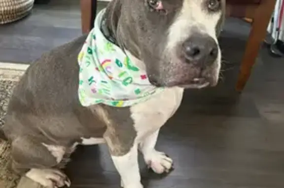 Lost dog, Preston Street, 777, Houston - photo