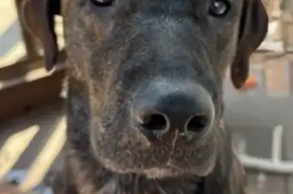 Lost male dog, Belgrade, Maine - brindle labahoula with white chest - photo