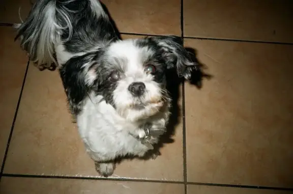 Lost pets Compton, photo: Lost female dog, South Bahama Avenue, Compton - 14-year-old shitzu-poodle mix