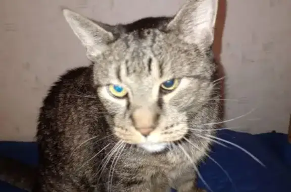 Lost male cat, Belland Avenue, 819, Vadnais Heights - partially blind and diabetic - photo