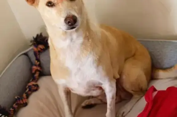 Lost female dog, Palace Street, 20, Kitchener - short brown hair, white patches - photo