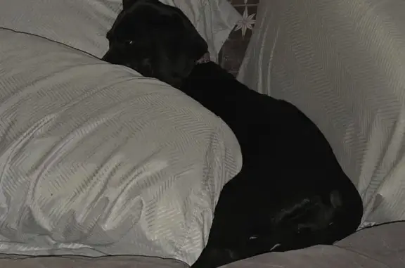 Missing dog Ocala, photo: Lost female dog, Southwest 19th Place, Ocala - black with pink patterned collar