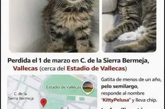 Perdido gato hembra, Calle de la Sierra Bermeja, 42, Madrid - atigrado con chip - photo