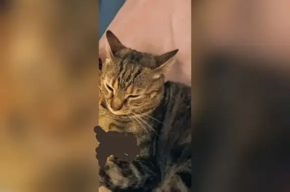 Perdido gato hembra, Calle Xauen, 22, Ciudad Real - grande con 2 collares - photo