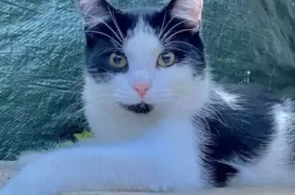 Chat perdu, Amiens, photo: Perdu chat homme, Cité Mérelle, 34, Amiens - petite tache noir au menton