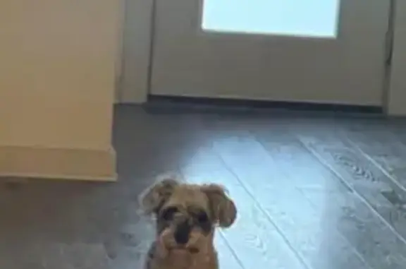 Lost pets McAllen, photo: Lost female dog, Rose Ellen Drive, 3300, McAllen - salt and pepper color