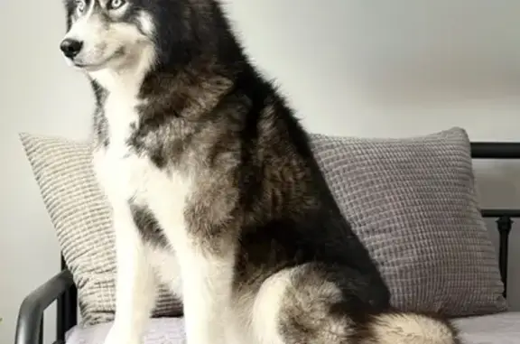 Lost female dog, Vermont 122, Sheffield - black and white with two white spots - photo