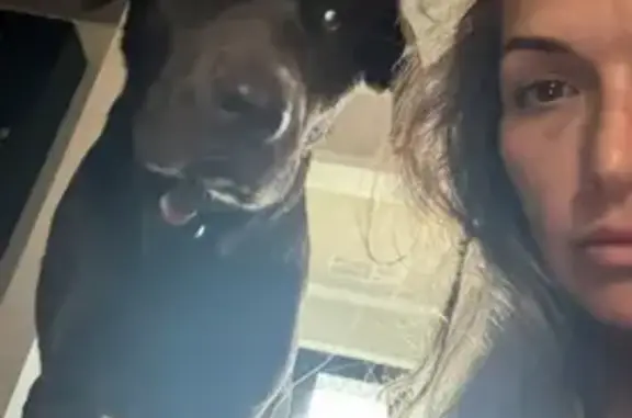 Lost male dog, Sweed Road, Washington - purebred chocolate lab - photo