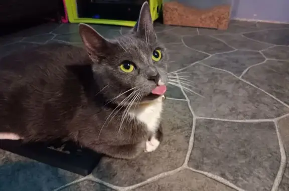 Lost female cat, Donald Place, Newfield - silver and white coat - photo