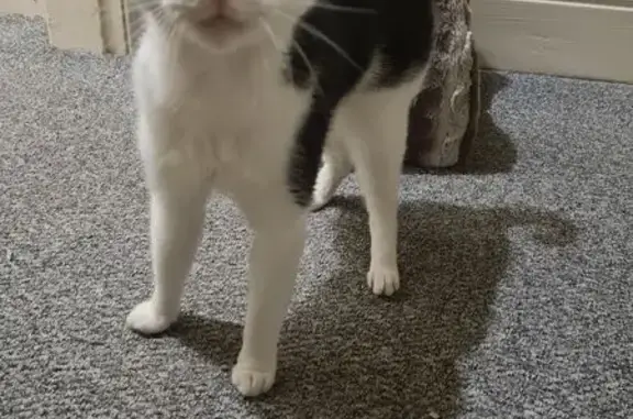 Lost male cat, South Road, Gravelly Hill, Erdington - tuxedo with a possible bold patch - photo