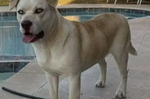 Found dog Arlington, photo: Found dog, Timber Oaks Drive, Dallas - male pit/husky mix with ice blue eyes