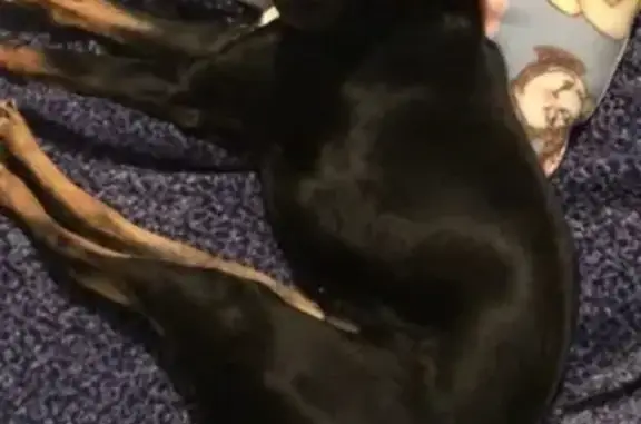 Lost female dog, Lively Hope Road, Summerville - skittish but sweet - photo