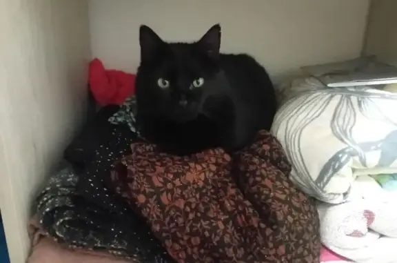 Animaux perdus Pleuven, photo: Perdu Chat homme, Kroaz Hent Ty Guen, 3 Ter, Pleuven - noir, 4 ans
