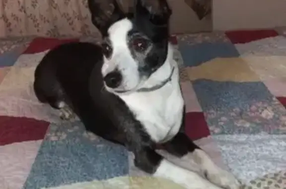 Lost pets Pine Hills, photo: Lost male dog, Yosemite Drive, Pine Hills - blind and shy