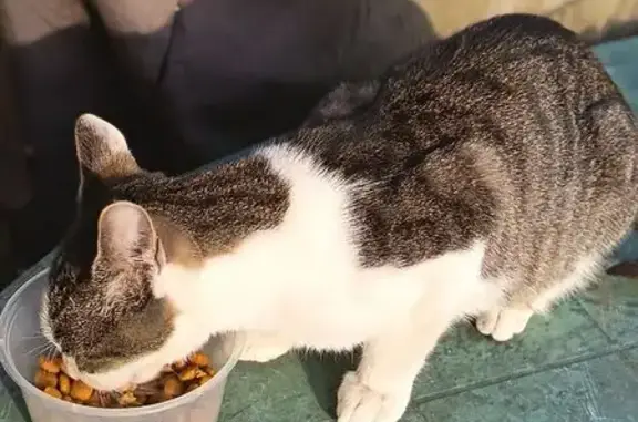 Animaux trouvés Bordeaux, photo: Trouvé Chat, Rue Pelleport, 183 Bis, Bordeaux - petit chat menu