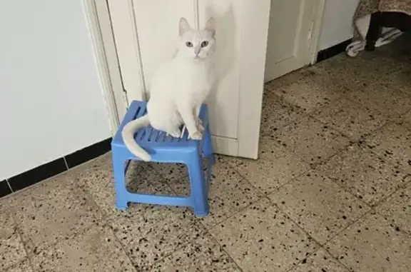 Animaux perdus Toulon, photo: Chat perdu, Avenue du 15E Corps, Toulon - toute blanche et sourde