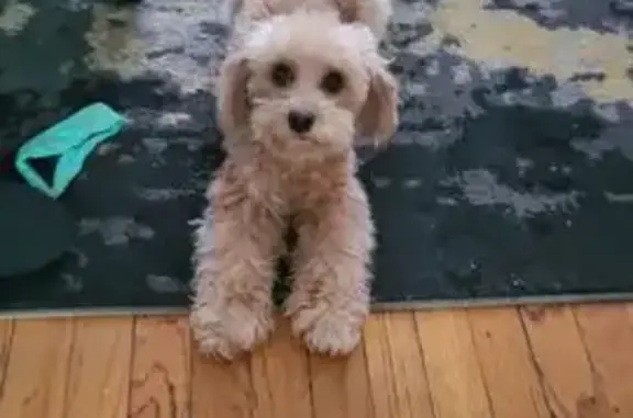 Lost female dog, Flat Shoals Road, Union City - apricot 6Ib - photo