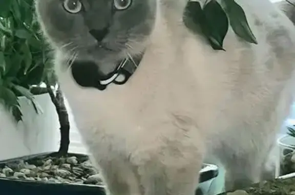 Lost Male Cat, Aldrich Street Northeast, Aiken - Blue Point Siamese - photo