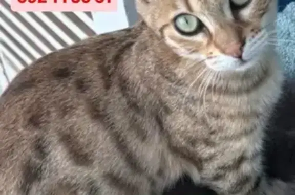 Perdido gato hembra, Carrer del Cap del Pinar, 2, Palma - manchas tipo leopardo - photo