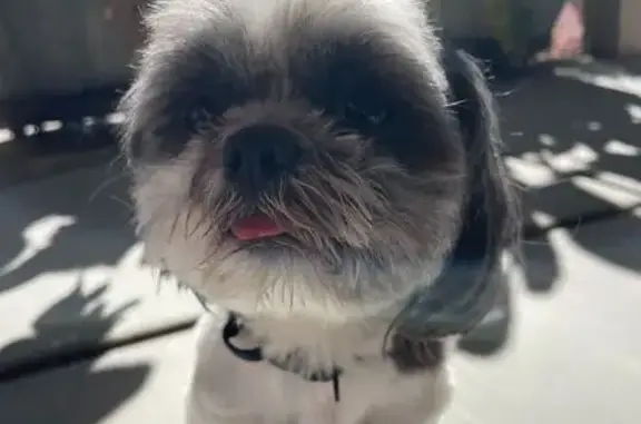 Lost and found pets North Las Vegas, photo: Found female dog, Aqua Verde Street, North Las Vegas - Grey and White Shih Tzu