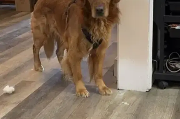 Lost male dog, Fairmount Avenue, Richmond - very friendly Golden Retriever - photo
