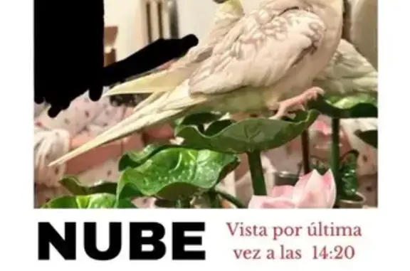 Perdido ave, Calle de Juan Pab...