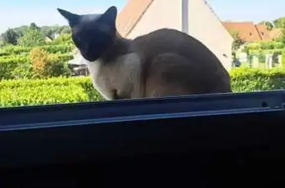 Chat perdu, Auneuil, photo: Perdu chat homme, Rue des Porcheux, La Houssoye - siamois aux yeux bleus