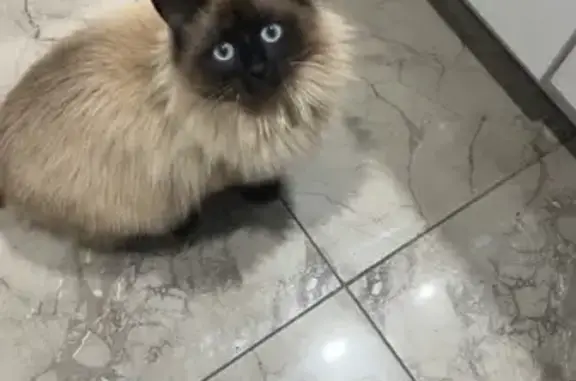 Animaux perdus Montrond-les-Bains, photo: Perdu Chat, Chemin d'Urfé, 607, Montrond-les-Bains - petite taille, yeux bleus
