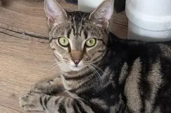 Perdu chat mâle tigré, Laval, Pays de la Loire - photo