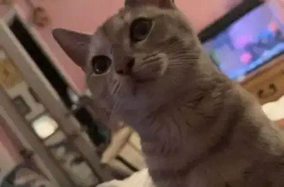 Lost female cat, Main Street, Carrier Mills - stripes and spots - photo